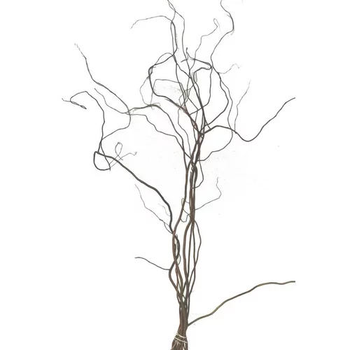 Univers jardin：Botte de Salix Tortusa 5 branches - 100/120 cm