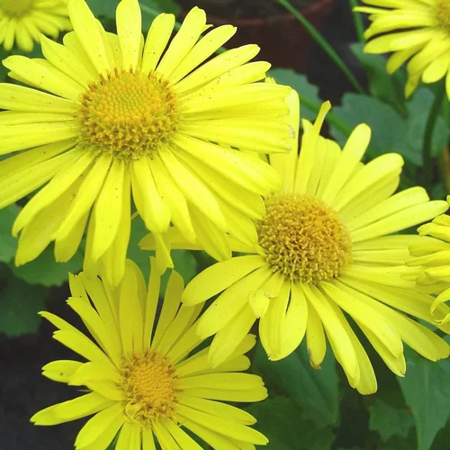 Pour un jardin à votre image:Doronique du Caucase - Le pot de 2 litres