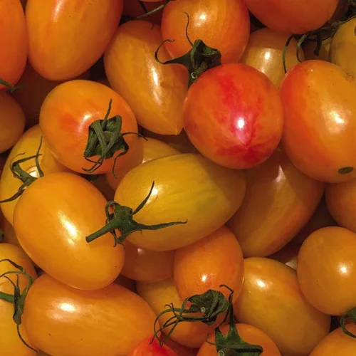 Choix extérieur：Tomate Cocktail Alllongée Blush bio. Le pot de 9 x 9 cm