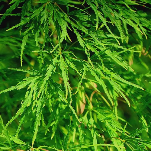 Malin au jardin:Acer Palmatum Dissectum Viridis (Erable du Japon) 80/100 ½ tige en pot de L vert