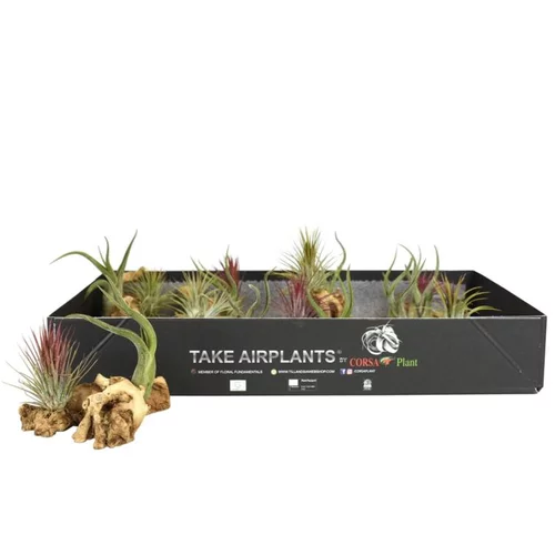 Une idée pratique pour l’extérieur：Tillandsia vert x 2 avec racine 10 cm