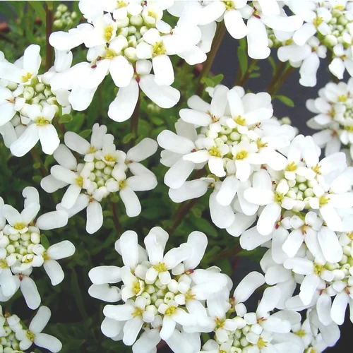 Nature utile:Ibéris Sempervirens ou Corbeille d'argent à fleurs blanches - Le pot de 1 litre