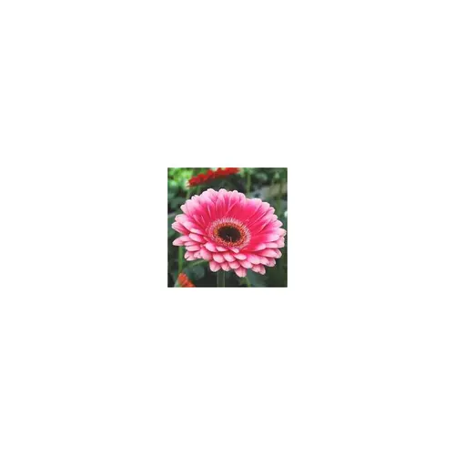 Pour la maison et le jardin：Gerbéra multicolore. Le pot de 10,5 cm