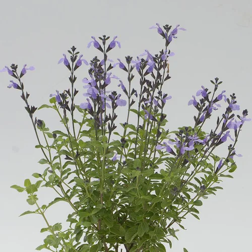 Jardin loisirs:Sauge Arbustive 'So Cool Pale Blue' - Le pot de 2 litres