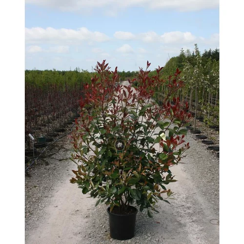Utile au jardin:Photinia Fraseri Red Robin Extra 100/125 cm en pot de 15 L