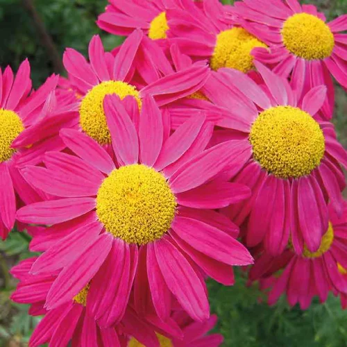Facile jardin:Pyrethrum Coccineum - Le pot de 9 x 9 cm