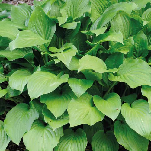 Pour vos projets extérieurs：Hosta Royal - Le pot de 9 x 9 cm