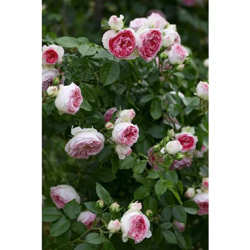 Idéal pour le jardin:Rosier Mini Pierre de Ronsard® Meibigboni - C10