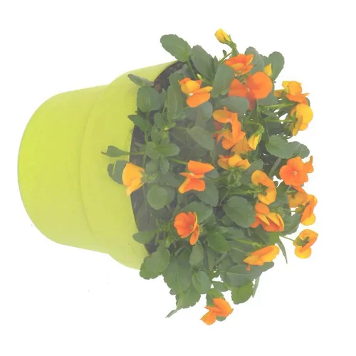 Pour plus de praticité à l’extérieur:Viola - Le pot de 5 litres