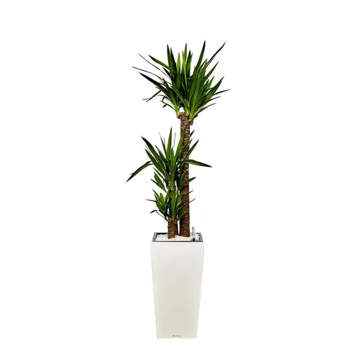 Pour un extérieur agréable:Yucca 3 tiges et son pot Cubico premium Ø 30 blanc