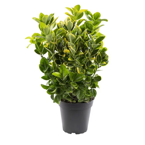Jardin & loisirs:Euonymus variés - Le pot de 1 litre