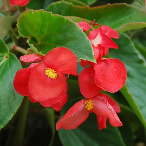 Côté végétal：Begonia Dragon Wing. Le pot de 13 cm