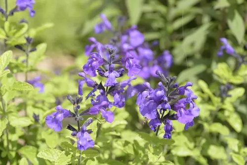 Un atout pour le jardin:Sauge arbustive SO COOL PURPLE - Le pot de 2 litres