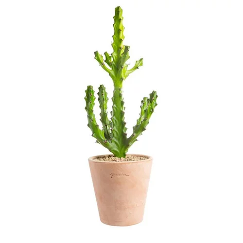Jardin accessoire：Euphorbia mayuranathanii en pot terre cuite H 20 x Ø 20 cm