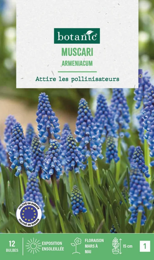 Un atout au quotidien:Muscari armeniacum botanic® - 12 bulbes