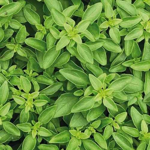 Confort dehors:Basilic Fin Vert Bio. Le pot de 1 litre
