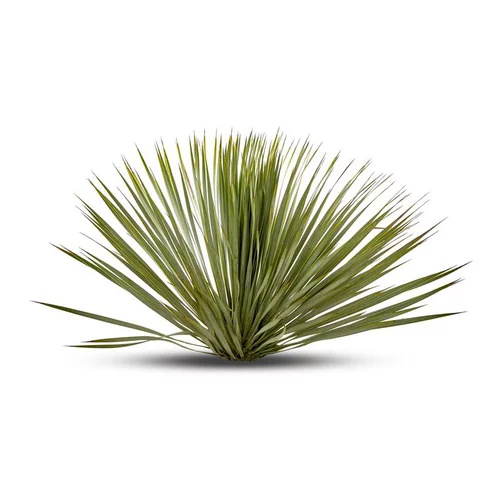 Bien pensé extérieur：Yucca Rostrata vert. Le pot de 15 litres
