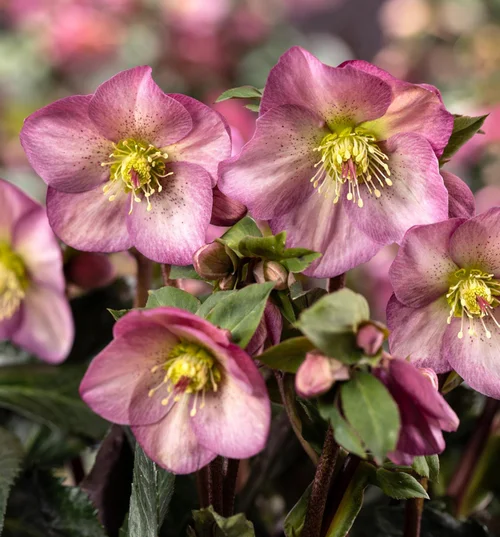 Facile à intégrer au jardin:Hellébore Hgc® Ice N' Roses® Classic Pink Promise - Le pot de 2 litres