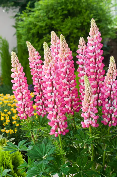 Essentiel au jardin：Lupin ‘La Châtelaine’ - Le pot de 2 litres