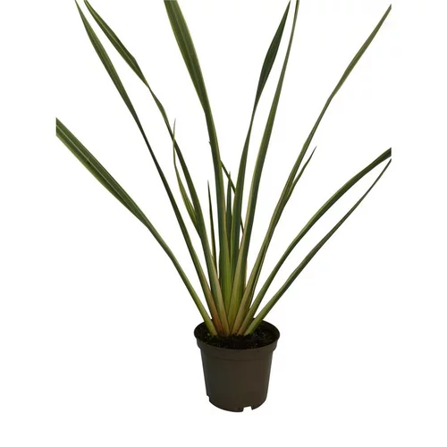 Le petit plus pour l’extérieur:Phormium Tenax Variegata (Lin de Nouvelle Zélande panaché) T. Extra en pot de 10 L jaune