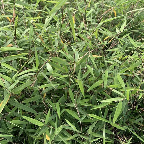 Nature au jardin:Bambou Fargesia. Le pot de 1 litre