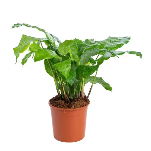 Jardin nature:Calathea mix à feuilles rondes. Le pot Ø 14 cm
