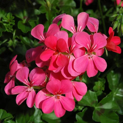 Style extérieur:Géranium Lierre Simple à fleurs multicolores - Le pot de 2,5 litres