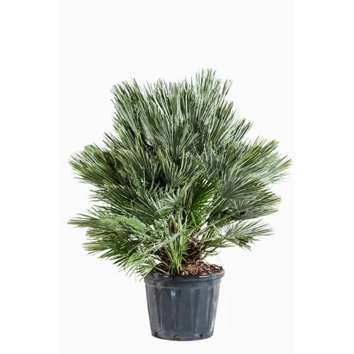 Esprit jardin:Chamaerops Humilis Vulcano 100/125 en pot de 30 L vert