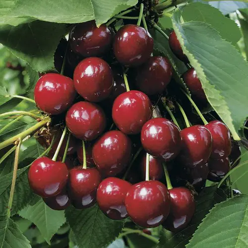 Pour faciliter le quotidien au jardin:Cerisier Summit Bio. Le pot de 12 litres, forme gobelet