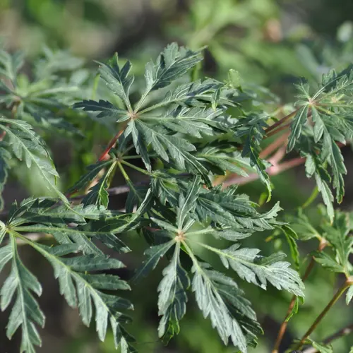 Choix au jardin：Erable du Japon (ACER PALMATUM DISSECTUM PALMATIFIDIUM ) Le pot de 15 litres