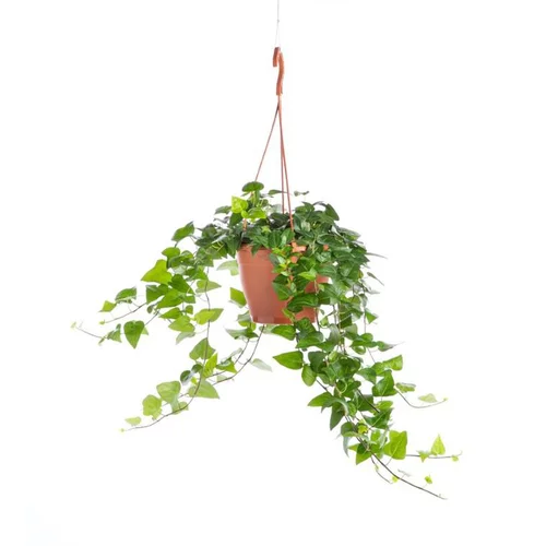 Essentiel extérieur:Hedera Hélix Wonder suspension Ø18xH70 cm