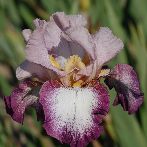 À découvrir pour le jardin：Iris des Jardins 'Change Of Pace' - Le pot de 1 litre