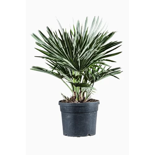 Confort au jardin：Palmier nain (Chamaerops Vulcano). Le pot de 3 litres