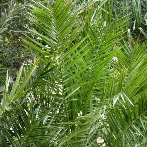 Pratique dehors:Palmier (Phoenix canariensis) 70/80