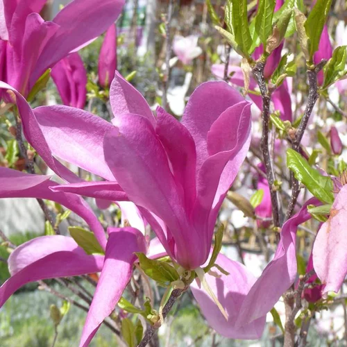 Jardin expert:Magnolia Soulangeana – Pot de 15L