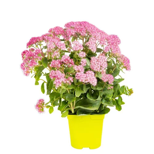 Pratique pour le jardin:Sedum Telephium - Le pot de 3 litres