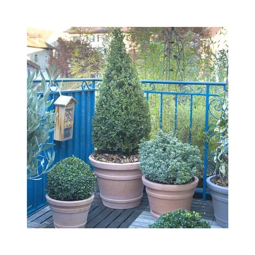 Jardin en pratique:Arbustes variés avec cache pot. Le pot de 16/18 cm