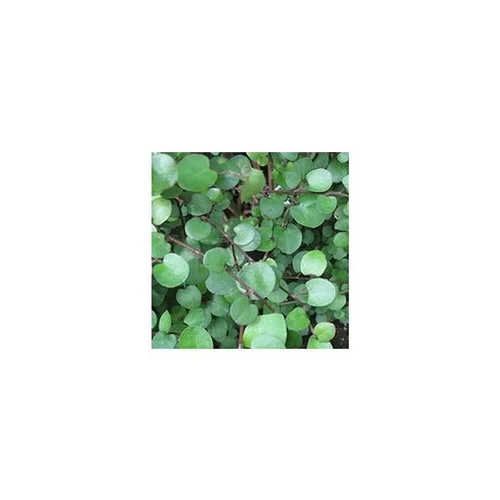 Pour plus de praticité au jardin:Muehlenbeckia Complexa - La coupe terre cuite