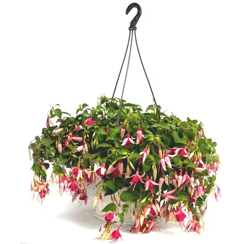 Utile extérieur：Fuchsia - Le pot de 5 litres