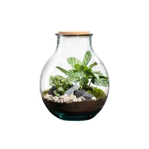 Pratique extérieur:Terrarium autonome botanic® Mimea - 12 L Ø 21 cm H 25 cm