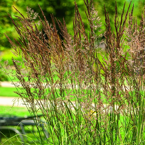 Jardin à équiper:Calamagrostide Overdam vert botanic®. Le pot de 2 litres