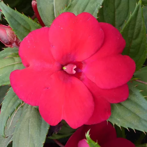 Au quotidien：Impatiens ou Impatience Sunpatiens à fleurs multicolores - Le pot de 0,5 litre