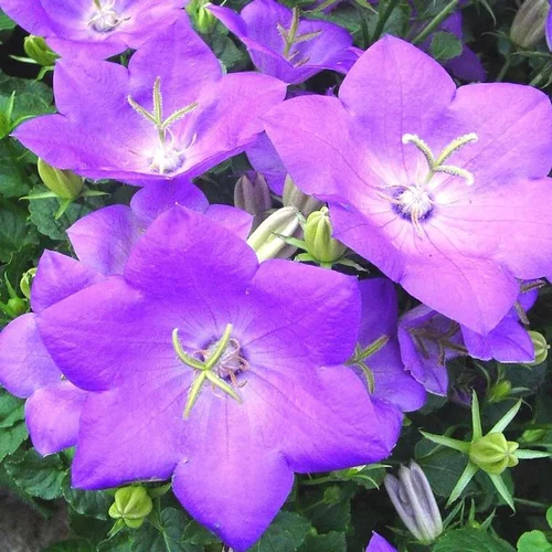 Parfait pour le jardin:Campanule des Carpates - Le pot de 5 litres