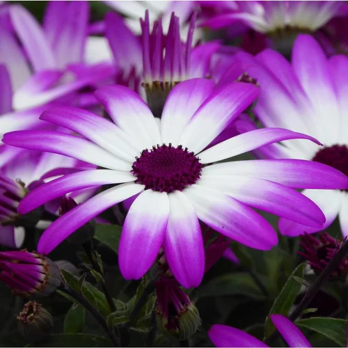 Jardin service:Cinéraire senetti - Le pot de 2,5 litres
