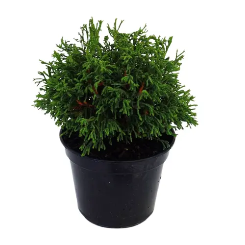 Jardin au quotidien:Chamaecyparis Obtusa Birgit (Cyprès Birgit de Hinoki) 20/25 en pot de 5 L vert