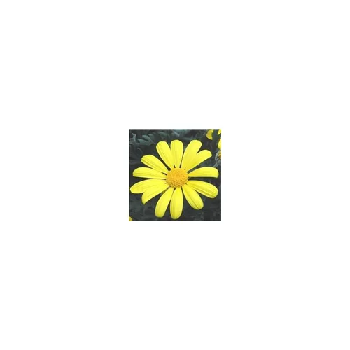 Extérieur qualité:Euryops Chrysanthemoides - Le pot de 10 litres