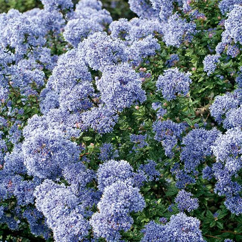 Extérieur nature：Ceanothe IMPRESSUS VICTORIA (CEANOTHUS CADUQUE ARBUSTIVE) Le pot de 4 litres