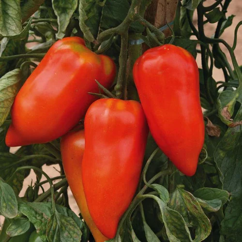 Pratique pour l’extérieur:Tomate Allongée Cornabel bio. Le pot de 9 x 9 cm