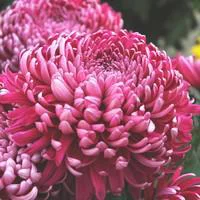 À découvrir pour l’extérieur：Chrysanthème grosses fleurs - Le pot de 2,5 litres