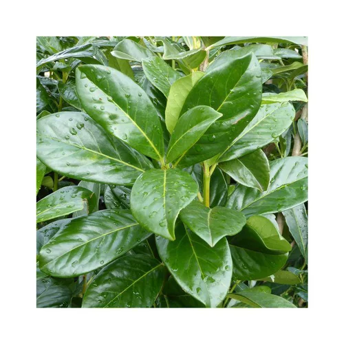 Sélection malin:Laurier cerise ou Laurier palme Caucasica vert. Le pot de 5 litres
